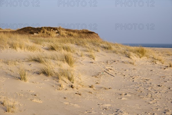 Dune with dune grass