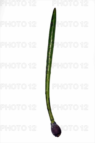 Sprouting seed of a mangrove