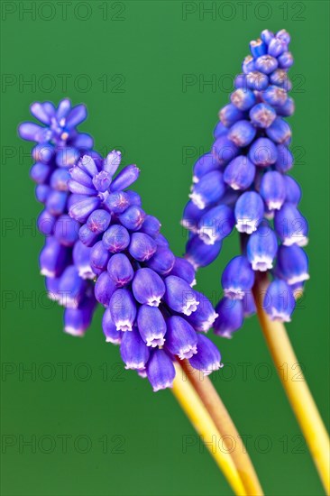 Grape hyacinths