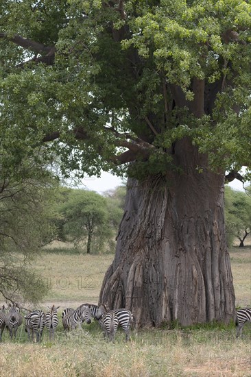 Plains zebra