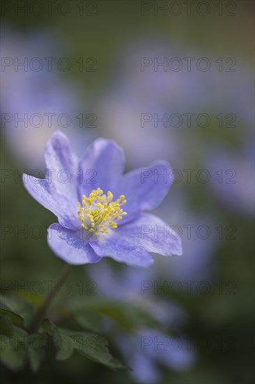 Wood anemone