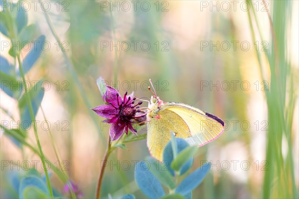 Palaeno sulphur