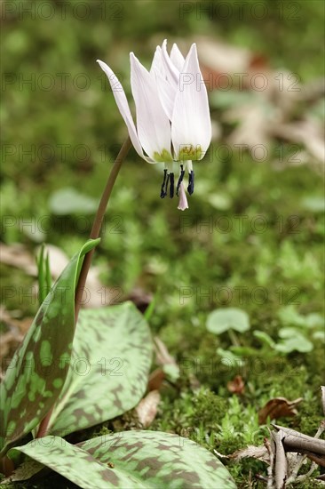 Dog's tooth violet