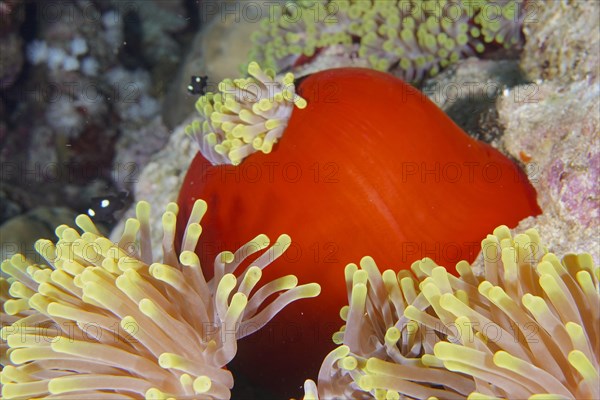 Red splendour anemone