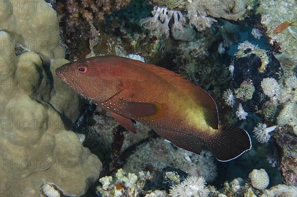 Yellowfin hind