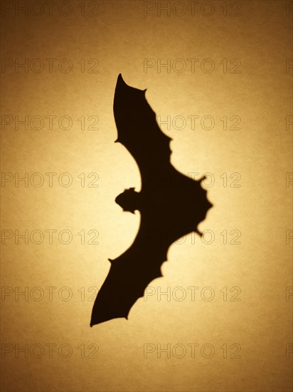 Bat