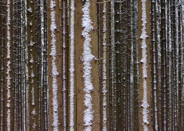 Trunks of a spruce monoculture in winter form a graphic pattern