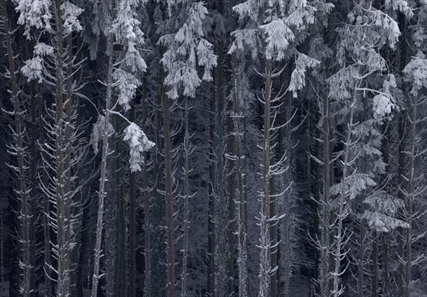 Spruce forest in winter