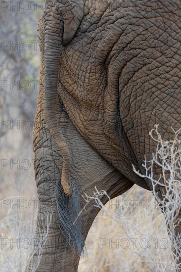 African elephant