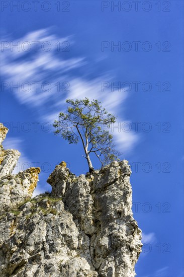 Free-standing tree on a rock