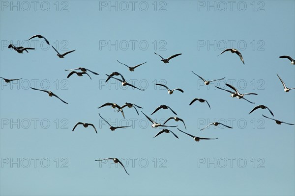 Greylag Goose several birds with open wings flying from the front in front of blue sky