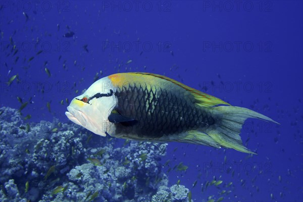 Sling-jaw wrasse