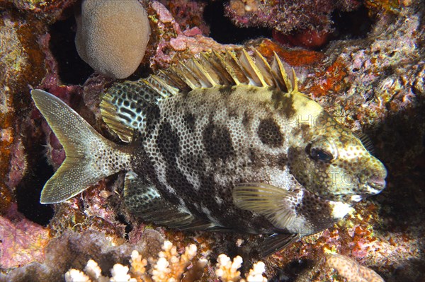 Spotted rabbitfish