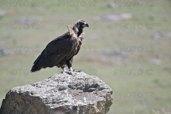 Cinereous vulture