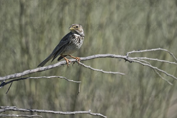 Corn Bunting