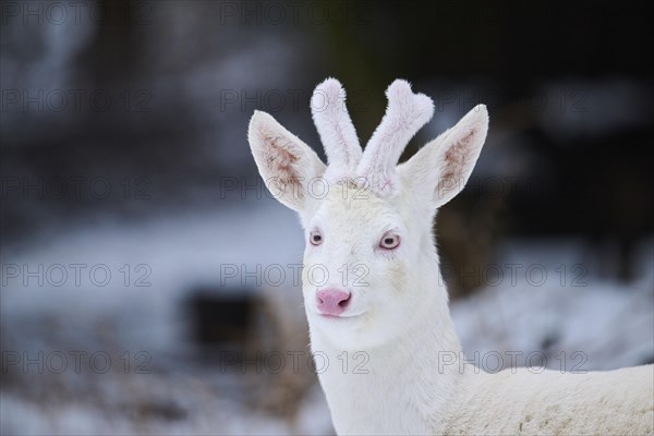 Roe deer