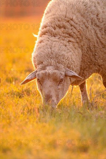 Sheep in the light of the evening sun