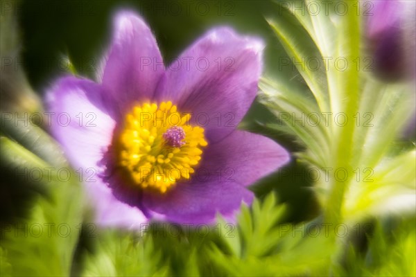 Common pasque flower