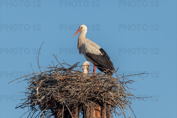 White stork