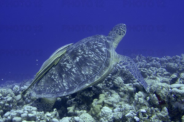 Green turtle