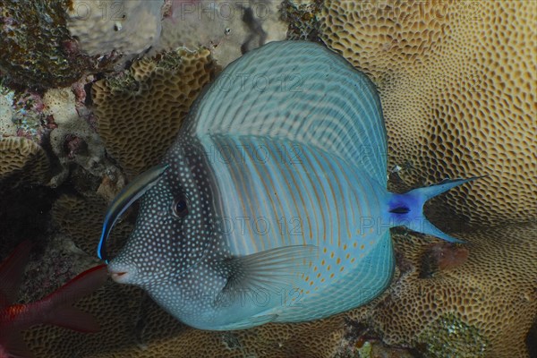 Desjardin's sailfin tang