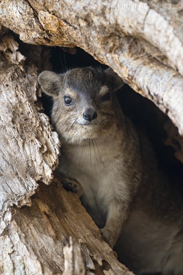 Rock Hyrax