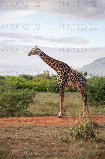 Single giraffe