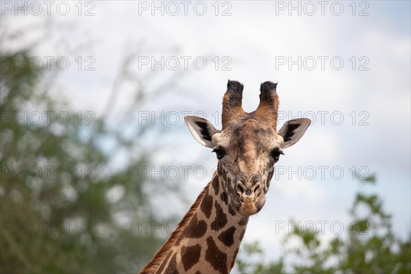 Single giraffe