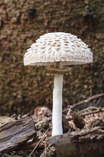 Parasol mushroom