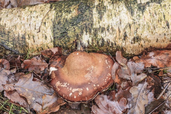 Birch tongue porling