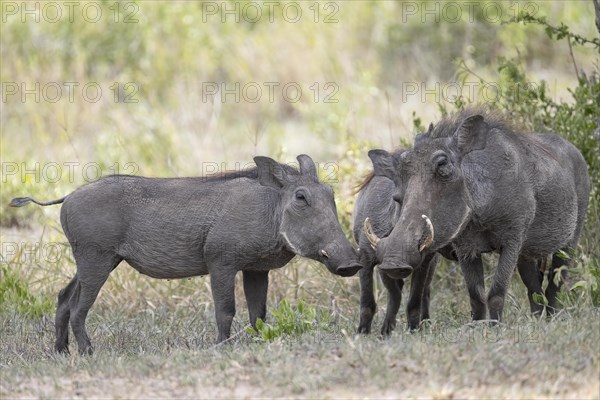 Common warthog
