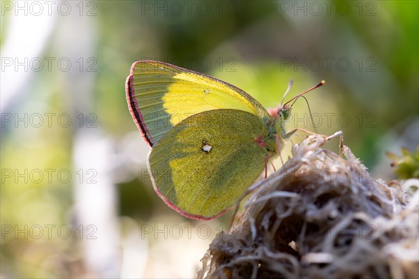 Palaeno sulphur