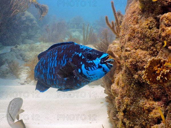 Midnight parrotfish