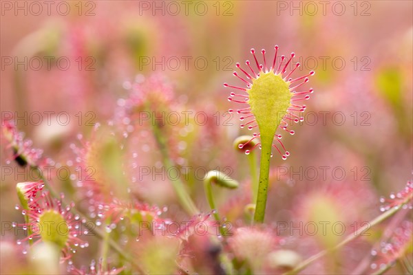 Oblong-leaved sundew