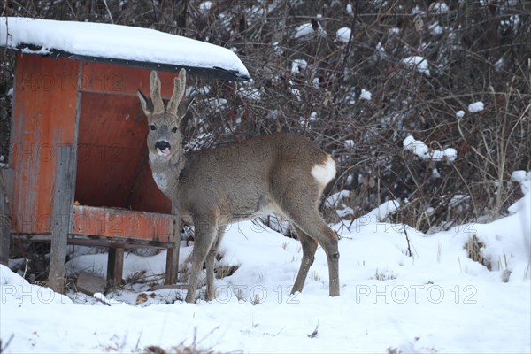 European roe deer