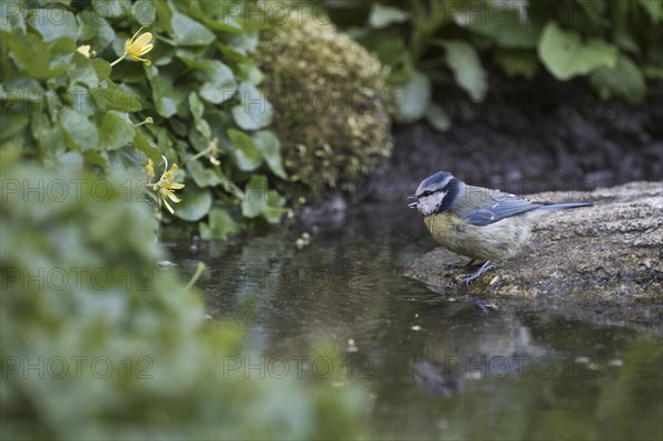 Blue tit