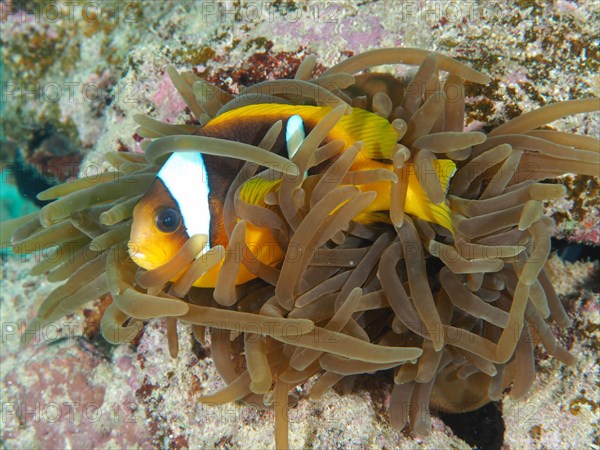 Red sea clownfish