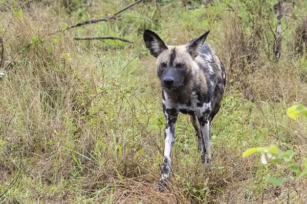 African wild dog