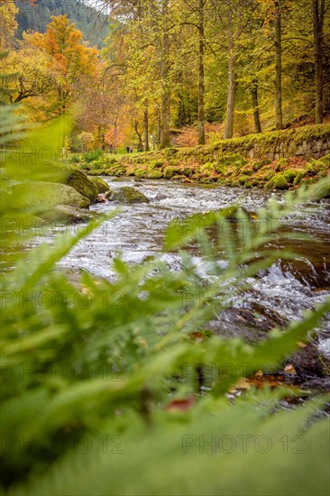 Course of the river Enz through fern in autumn