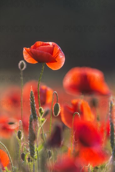 Poppy field