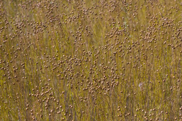 Agriculture field with linseed