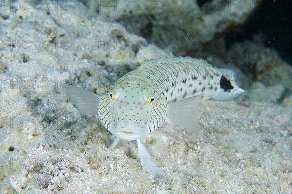 Portrait of tailspot sandbar