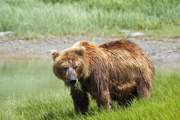 Coastal brown bear