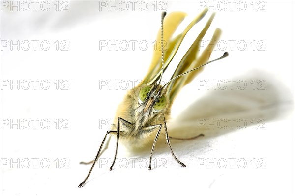 Large cabbage white