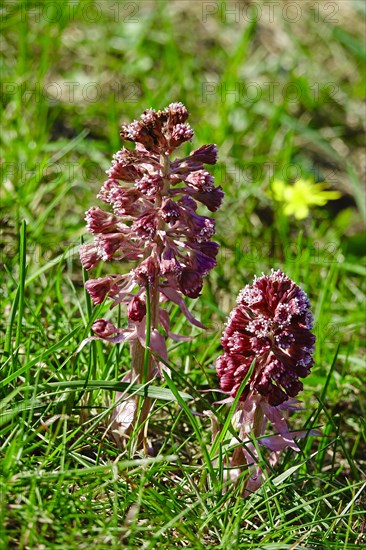 Butterbur