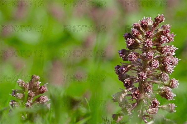 Butterbur