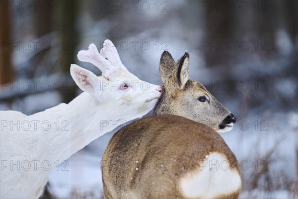 Roe deer