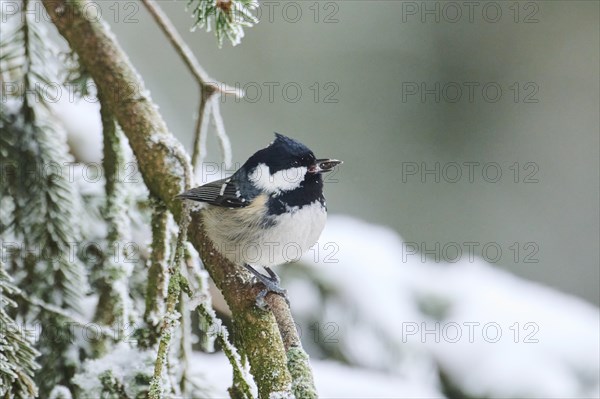 Coal tit