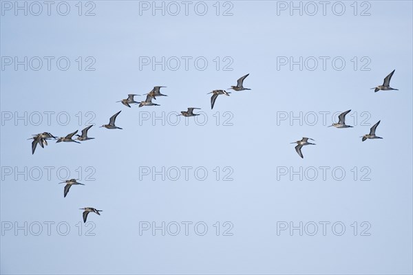 Bar-tailed Godwits