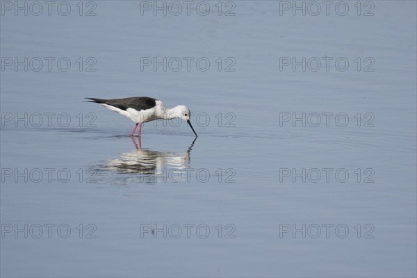 Black-winged Black-winged Stilt